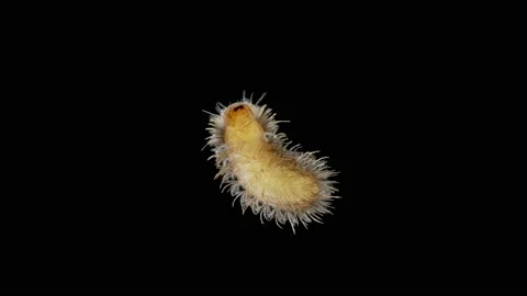 Larva of beetle Thylodrias contractus (Odd Beetle) under a microscope Stock Footage 158144723