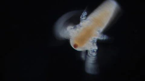 Larva of brine shrimp (Artemia salina) Stock Footage