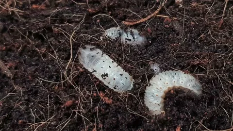 Larva burrows into the ground. Stock Footage 160035163