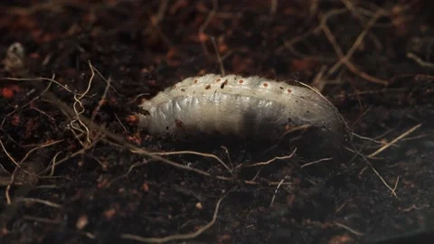 Larva burrows into the ground. Stock Footage 160035178