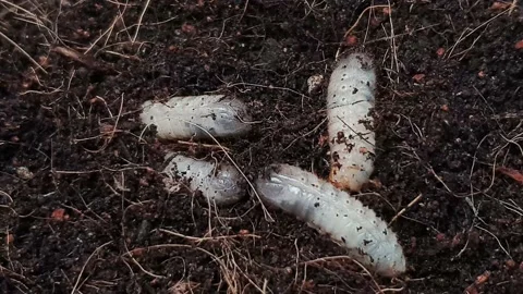Larva burrows into the ground. Stock Footage 160035216