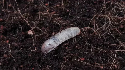 Larva burrows into the ground. Stock Footage 160035241