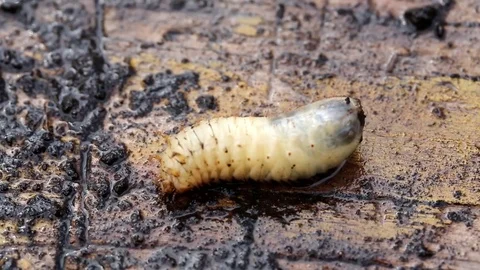 Larva of Cetonia aurata Stock Footage 73601260