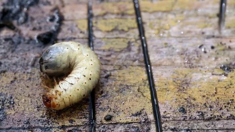 Larva of Cetonia aurata 库存影片 73601268