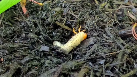 A larva of a chafer beetle burrows into loose organic soil in a forest near.. Stock Footage 310392538