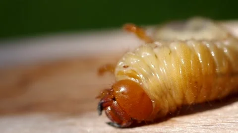 Larva of cockchafer Stock Footage 49688890