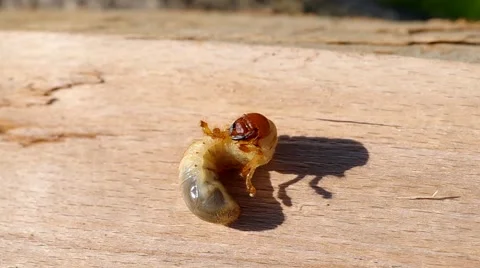Larva of cockchafer Stock Footage 49688905