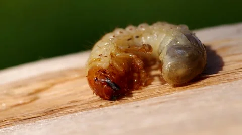 Larva of cockchafer Stock Footage 49722499
