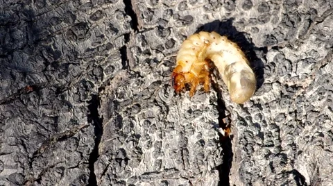Larva of cockchafer Stock Footage 50425901