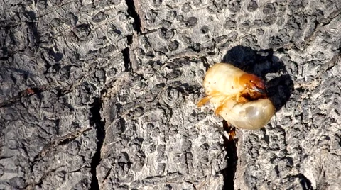 Larva of cockchafer Stock Footage 50425994