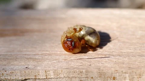 Larva of cockchafer Stock Footage 50426148