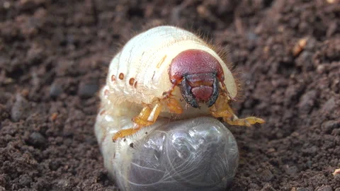 Larva of cockchafer 스톡 동영상 290866597
