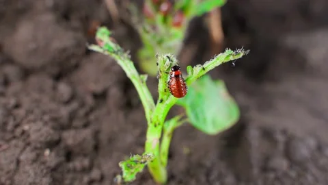 The larva of the Colorado potato beetle eats young leaves of a growing potato Stock Footage 227366005