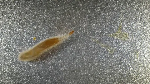 Larva crawl and swim in fresh water Stock Footage
