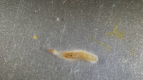 Larva crawl and swim in water Stock Footage