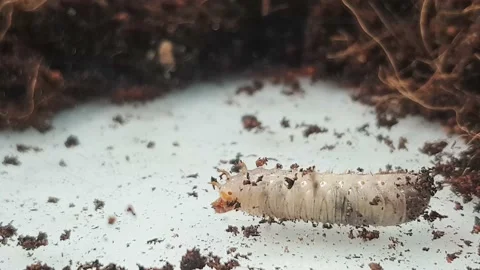 Larva crawling beside the soil. Stock Footage 160035062