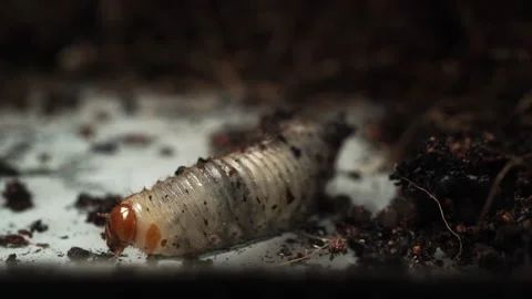 Larva crawling beside the soil. Stock Footage 160035066