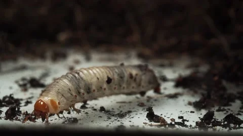 Larva crawling beside the soil. Stock Footage 160035071
