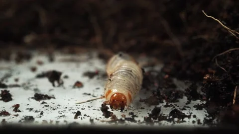 Larva crawling beside the soil. Stock Footage 160035091