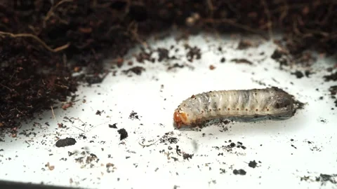 Larva crawling beside the soil. Stock Footage 160035093