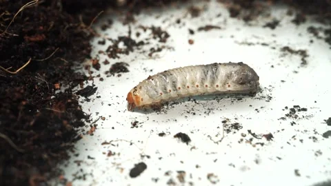 Larva crawling beside the soil. Stock Footage 160035116