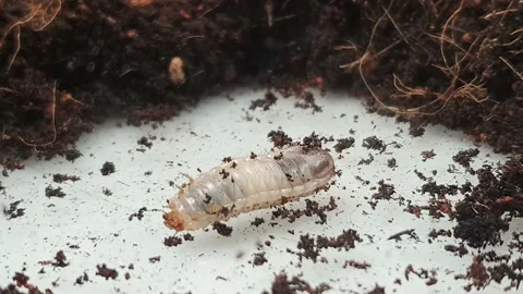 Larva crawling beside the soil. Stock Footage 160035208
