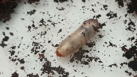 Larva crawling beside the soil. Stock Footage 160035211