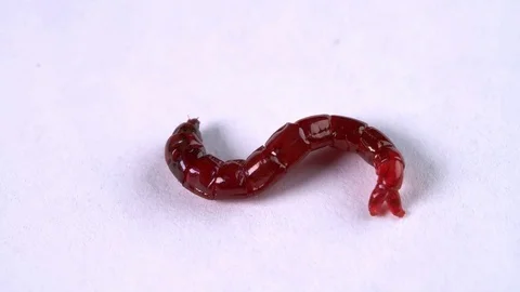 The larva is creeping on a white background Stock Footage 74510643