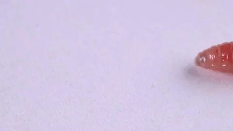 The larva is creeping on a white background Stock Footage 74510825