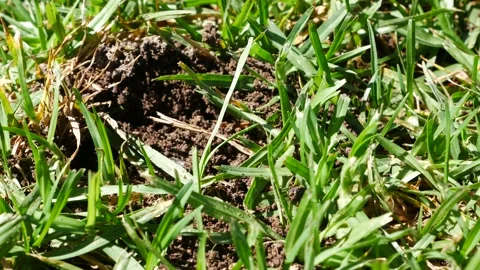 Larva digging a hole in a garden 스톡 동영상 138862208