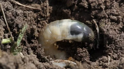 Larva digs in the ground Stock Footage 49662106