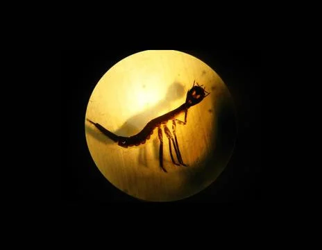 A larva of a diving beetle under binocular microscope Stock Photos