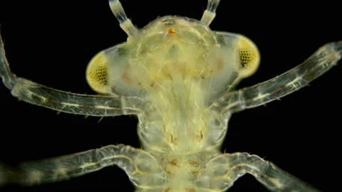 The larva of dragonflies under a microscope, lives in ponds Stock Footage 111398026