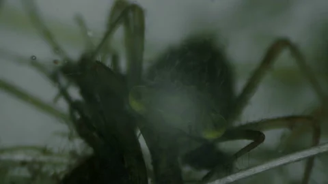 The larva of the dragonfly caught and ate the microorganism under a microscope Stock Footage 90239125