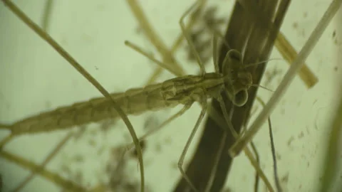 Larva of a dragonfly, flying adder under a microscope Stock Footage 90240260