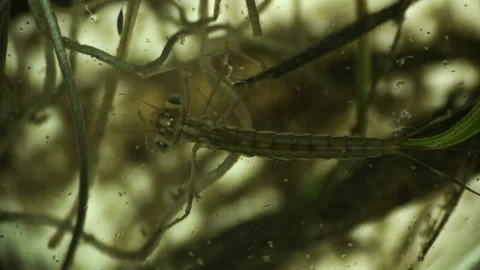 Larva of a dragonfly,flying adder under a microscope caught and ate a Stock Footage 90233930