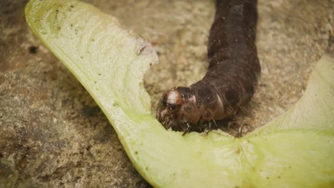 Larva of Eupsilia transversa, commonly known as the satellite,  feeding. Stock Footage 314561175