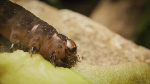 Larva of Eupsilia transversa, commonly known as the satellite, feeding. Vidéo 314561257