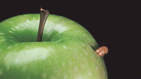 The larva feeds on a green Apple and chewed a hole in it,close-up Stock Footage 86846201