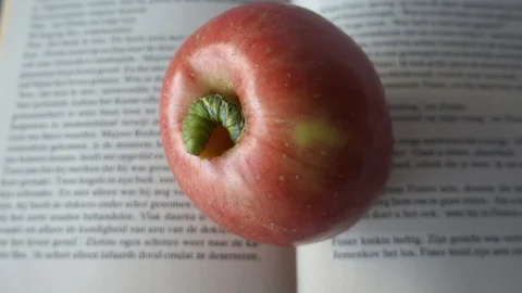 The larva feeds on a red Apple and chewed a hole in it Stock Footage 107778704
