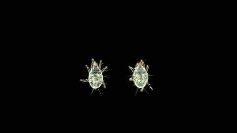 Larva Flour Mite Acarus sp. under the microscope, family Acaridae. Video stock 145763937