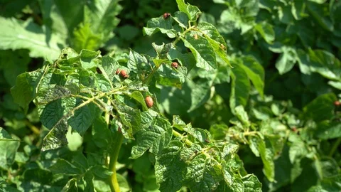 Larva 스톡 동영상 117778667