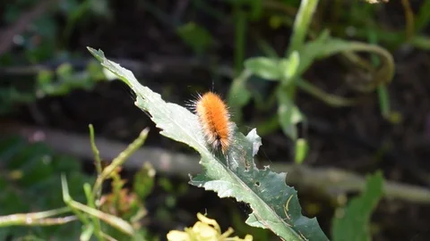 LARVA 库存影片 124076230