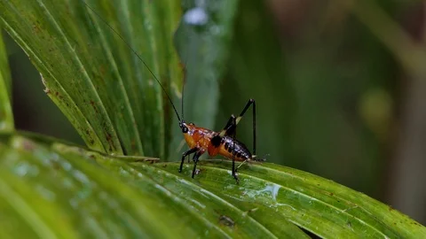 Larva of grasshopper on leaves. Video stock 94091010