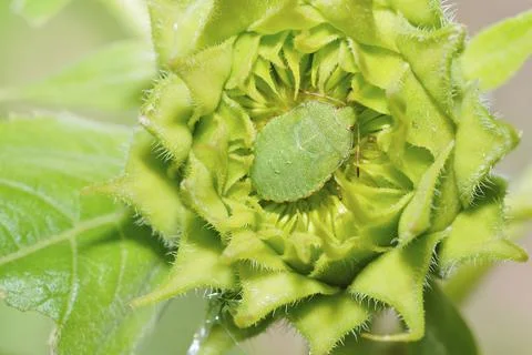 Larva of the green shield bug. Green stink bug on a dahlia.green shield bug on a Stock Photos
