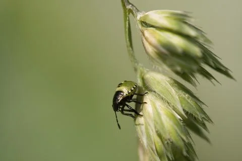 Larva of the Green shield bug Stock Photos