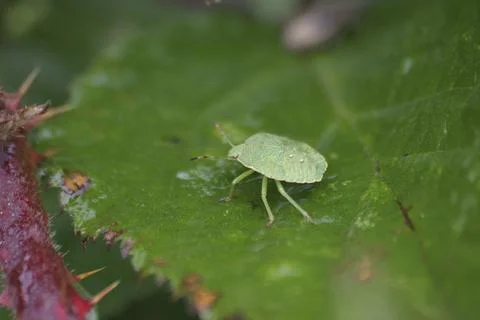 Larva of the green stink bug on a leaf Stock Photos