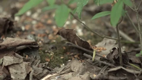 Larva is hanging in forest Stock Footage 149779082