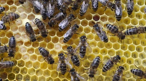 Larva in the honeycomb Stock Footage 53848827