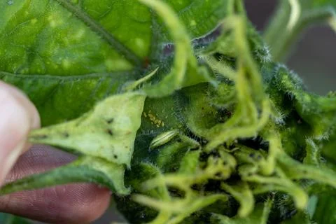 Larva of a hoverfly on a sunflower. It is useful and feeds on aphids. Stock Photos